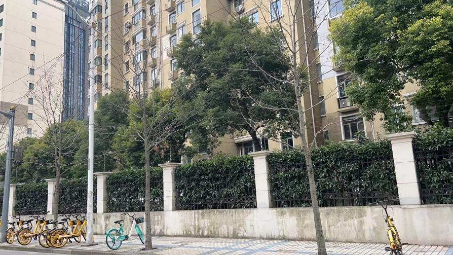 杨浦区国科路行道树更换项目