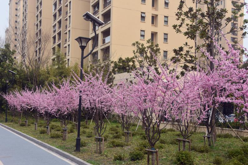新建杨浦区106街坊E3-1地块公共绿地项目 3700㎡