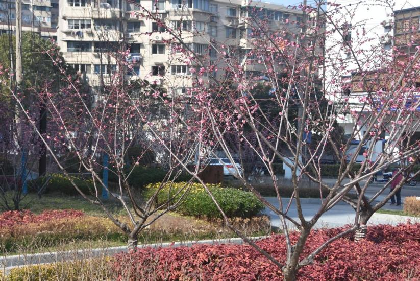 149街坊G3-2地块公共绿地 5200㎡