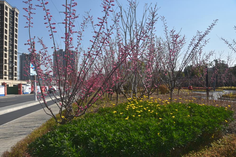 内江路公共绿地新建改建项目 5200㎡