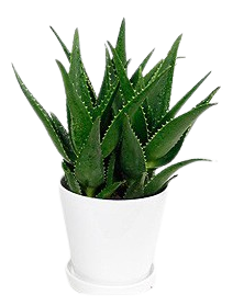 芦荟